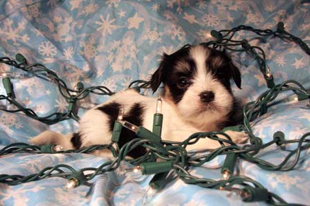 havanese-puppies